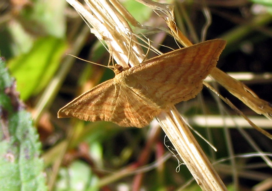 Geometridae: Idaea trigeminata e Idaea ochrata